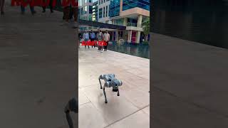 Robot dogs  Dogs action in Dubai  bravecto for dogs shorts shorts dubai dog [upl. by Bubb]