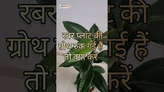 Rubber plant ki Ruki hui Growth k liye [upl. by Htebasile]