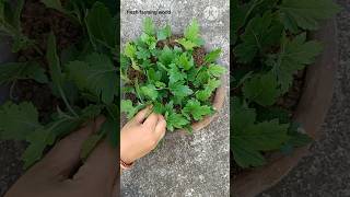 Guldaudisebatichrysanthemum plant cutting se kaise grow kare winter plant sebatishortsfeed [upl. by Ecille853]