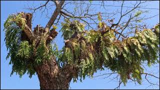 Dangerous Job Cutting dry dead trees is disturbing road users [upl. by Vivyanne]