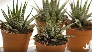 Haworthia ‘Big Band’  culture et entretien  Truffaut [upl. by Vena]