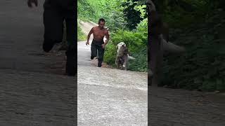 Paparazzi becomes a rat crossing the street and everyone shouts and beats Labrador [upl. by Fregger]