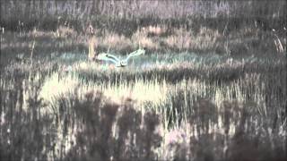 Shorteared Owls at Lunt Meadows [upl. by Nolra]