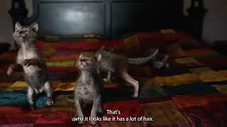 Lykoi  The werewolf cat care and characteristics [upl. by Pall287]