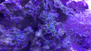 Eagle Eye Zoanthids time lapse [upl. by Uchish997]