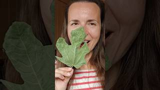 Clever Uses for Fig Leaves figs herbaltea [upl. by Trellas226]