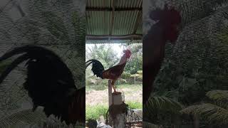 சேவல்countrychicken [upl. by Elleirol]