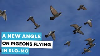 Relaxing Footage of Pigeons Flying in SLOMO [upl. by Batha730]