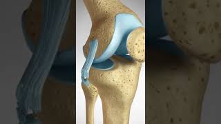 See how an ACL LCL Tear is repaired [upl. by Cooperstein]