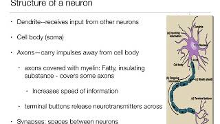 Introduction to Psychology 21  The Brain and Behavior  Nervous System and Neurons [upl. by Akined]