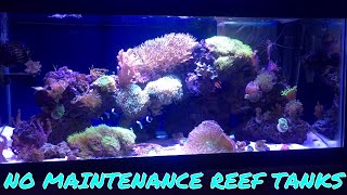 Sanjay Joshi Inspired Reef Tank No Sumps No Skimmers No Maintenance [upl. by Melisse]