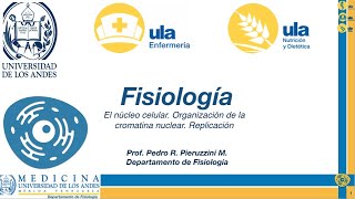 El núcleo celular Organización de la cromatina nuclear Replicación [upl. by Sergei]