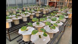 静岡大学農学部『ワサビ栽培を科学的に解明する』植物機能生理学研究室（一家）・植物機能制御学研究室 [upl. by Eynttirb]