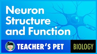 Neuron Structure and Function [upl. by Suiraj]