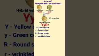 Law Of Independent Assortment  Mendels law Of inheritance  Class 12 Biology neet2024 biology [upl. by Audley]