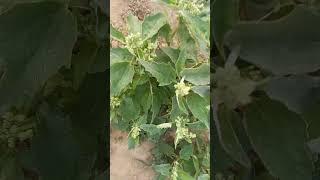 भतुआ vs खत्तुआ ll Bhatua vs Khatua ll Chenopodium album vs Chenopodium murale ll CP Singh Official [upl. by Watkins]