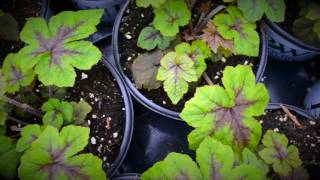 Head Perennial Grower Heuchera for your shade garden [upl. by Rickey140]