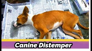 கேனைன் டிஸ்டம்பர் எனும் கொடிய நோய்  Canine distemper in Dogs and Puppies [upl. by Margi]