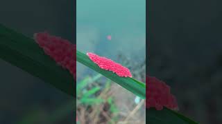 How Pomacea canaliculata lay eggs [upl. by Davita]