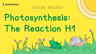 Photosynthesis The Reaction H1  GCSE Biology amp IGCSE Biology Revision [upl. by Innus]