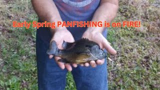 Early Spring Panfishing is on Fire fishing panfishing [upl. by Boylan]