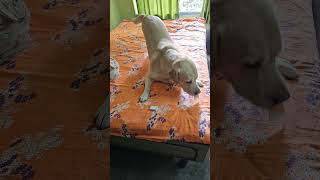 Dakho ki korlo volu sweetdogstatus labrador trendingshorts doglover pets love funny bengali [upl. by Leibarg629]