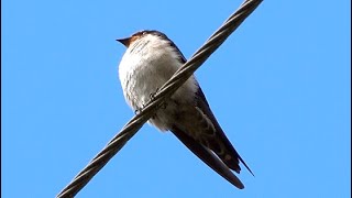 20240204  烏來  洋燕Hirundo tahitica [upl. by Bennett]