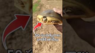 playing with tortoise 😭😭😭comedy madcreations funny farmers wildlife tortoise tortoiseslife [upl. by Piefer276]