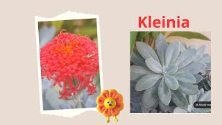 Kleinia funge  Senecio [upl. by Orodoet]