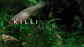 Spend a moment with a Killifish  4K [upl. by Dyke]