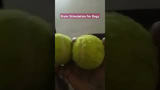 Brain Stimulation Game for Dogs  Smart Pet Finds Her Favorite Ball Everytime ❤️ doggames shorts [upl. by Noiram]