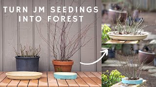 Turn Japanese Maple Seedings into Forest Step by Step [upl. by Hcirdeirf470]