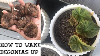 How To Plant amp Grow Begonias In Pots How To Wake Up Begonia Tubers Sprouting Begonia Tubers [upl. by Gilder690]