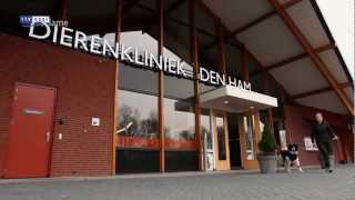 Dierenkliniek Den Ham [upl. by Banebrudge]