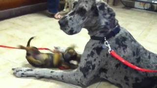 Great Dane at vet [upl. by Haynor]