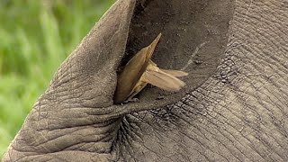 Birds Helping Rhino to Clean its Ear [upl. by Erehc]