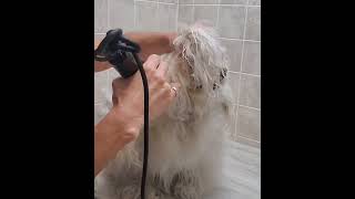 Grooming a heavily matted dog clip from full video [upl. by Dulce]