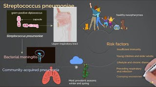 Pneumococcal Infection [upl. by Nnyre920]