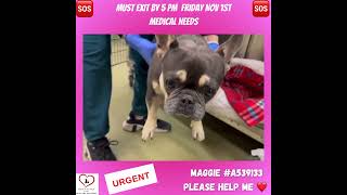 💜RESCUED💜 🆘NEEDS RESCUE BY 3 PM FRIDAY NOV 1st🆘 MaggieA539133 frenchie morenovalley rescueme [upl. by Aehsal]