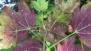 Sycamore Acer pseudoplatanus purpurea  underside of leaves  May 2018 [upl. by Asirap]