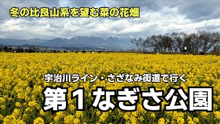 比良山を背に一面の菜の花畑 第１なぎさ公園 宇治川ライン～さざなみ街道【宇治川・瀬田川ツーリング】 [upl. by Losyram]