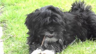 Cute puppies lhasa apso playing and fighting [upl. by Rokach]