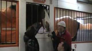 Hallamore Clydesdale Horses Up Close 2010 [upl. by Sathrum]