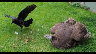 Frankie the Baby Crow and The Pet Turkey Hen Chatting About Food [upl. by Koval882]