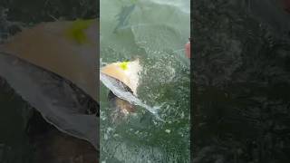 Cownose ray safely released on Reynolds channel Long Island NY kingkonadventure [upl. by Abdel]