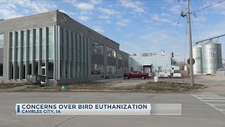 Concerns Over Bird Euthanization [upl. by Eelyk]