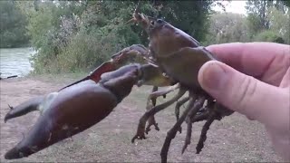 Catch amp cook Signal CrayfishCrawfish [upl. by Macur213]