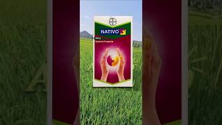 Best fungicide for paddy in telugu1  Nativo Fungicide  Paddy Cultivation [upl. by Eirellav]