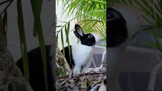 Rabbit goes from New York to Florida just to be irritated by noisy neighbors [upl. by Constance]