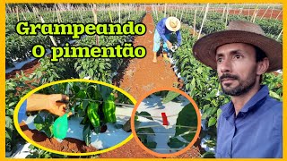 Tutoramento do Pimentão fitilho alciadorestacasgranpeador [upl. by Hnahym]